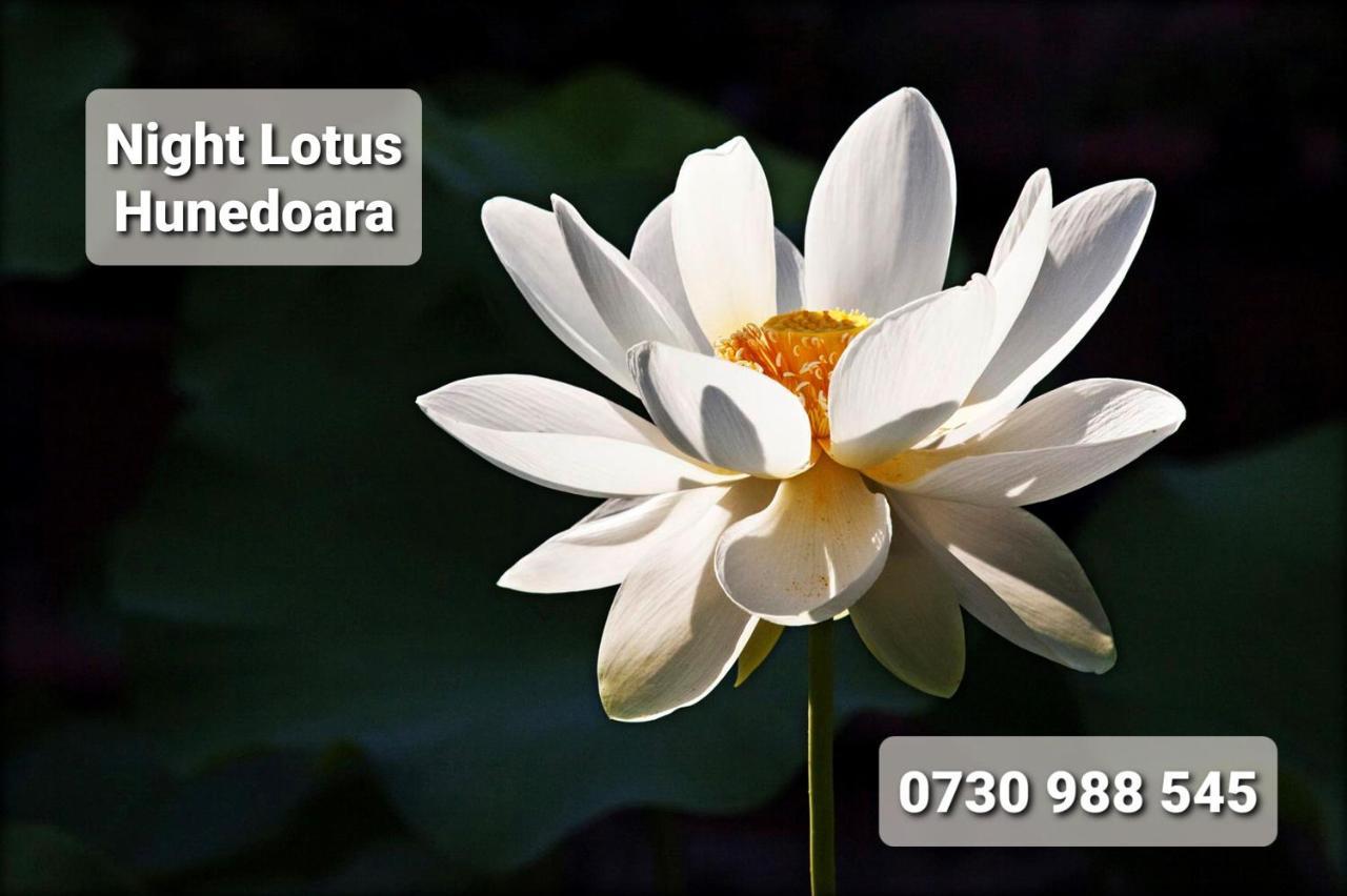 Ferienwohnung Night Lotus Hunedoara Exterior foto